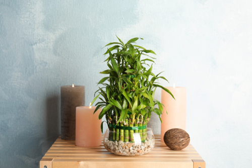 Bamboo plant