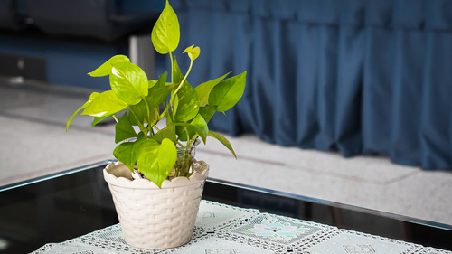 Golden pothos