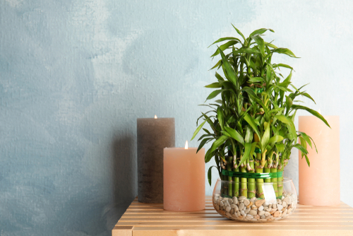 How to grow Lucky bamboo in water