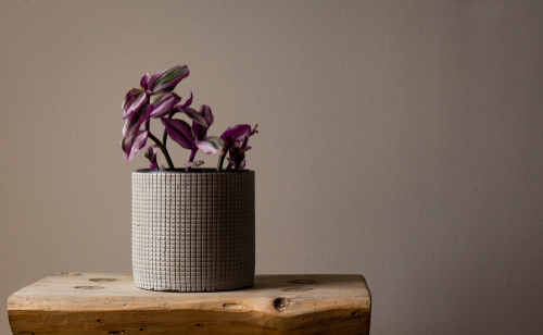 How to grow Wandering Jew in water