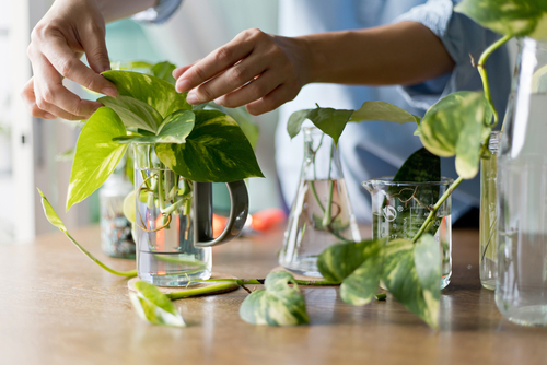 How to grow Pothos in water