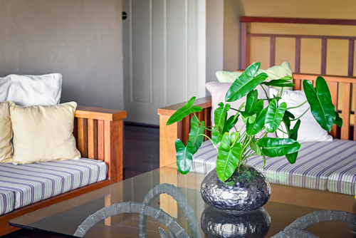 How to grow Philodendron in water