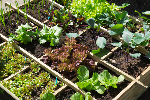 Kitchen garden at home