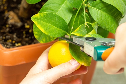 Rooftop garden design ideas