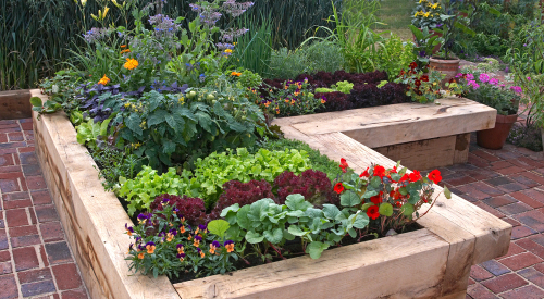 Gardening ideas and tips for beginners