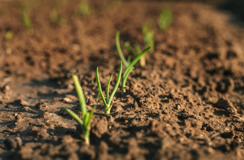 Gardening soil: A guide on different types of soil, price, and gardening tips