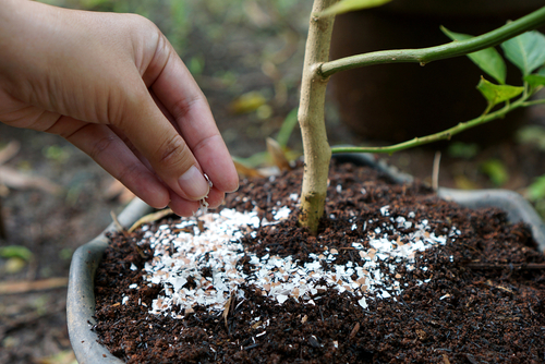 Gardening soil: A guide on different types of soil, price, and gardening tips