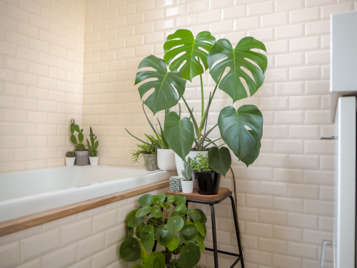 Indoor plants and their effect on Vastu