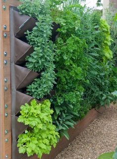 outdoor vertical gardens